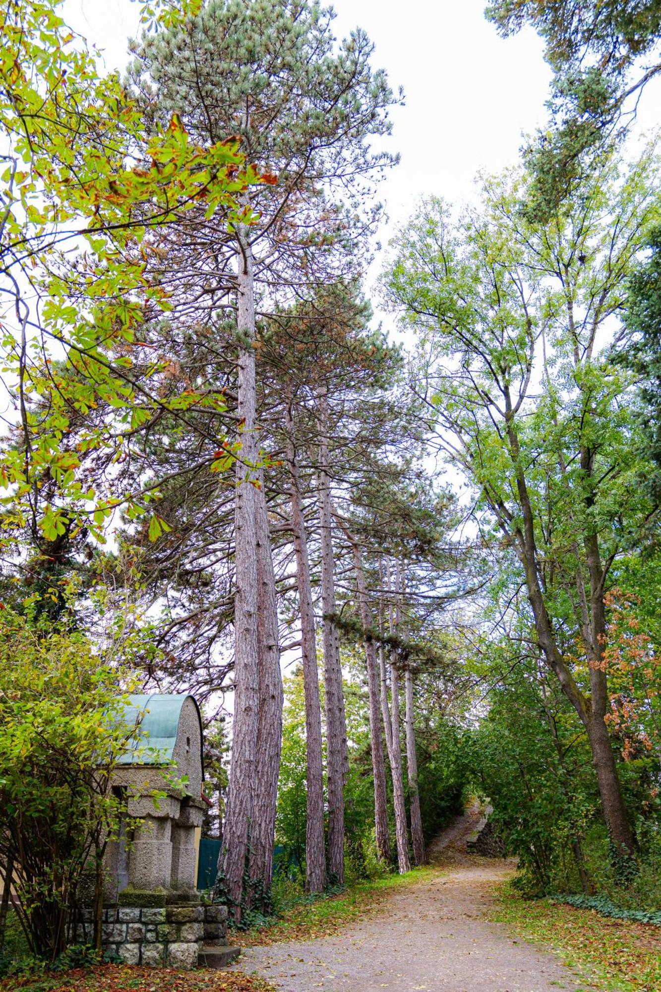 Villa Rose Close To Vienna & Airport Maria Ellend エクステリア 写真